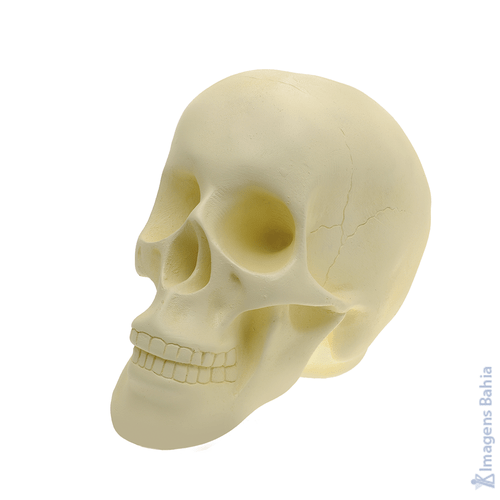 Imagem de Cranio Caveira (Osso) de 15cm