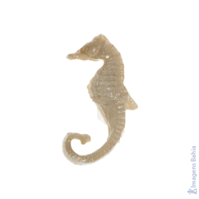 Imagem de Cavalo marinho em  de 6,5cm