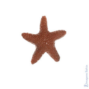 Imagem de Estrela do Mar pacote com 6 un. de 5cm